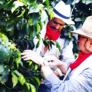 Farmer picking coffee in a field